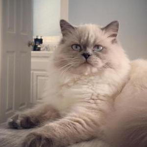 Lost Cat Ghost
