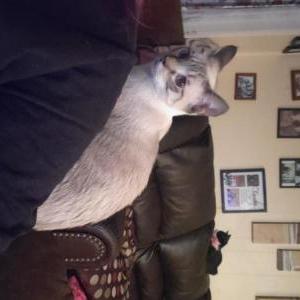Lost Cat Smokey