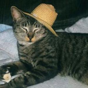 Lost Cat Tribble