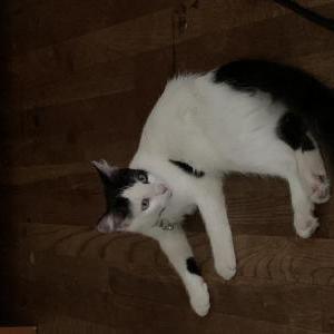 Lost Cat Moby