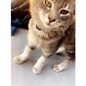 Lost Cat Smokey
