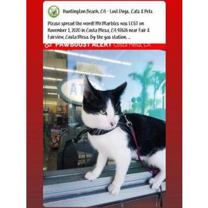 Lost Cat Mr. Marbles