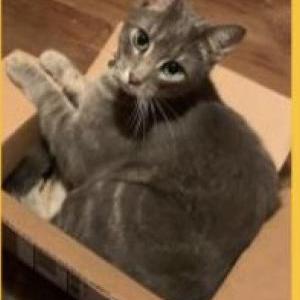 Lost Cat Hank