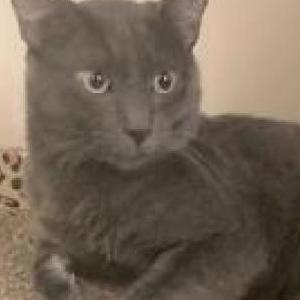 Lost Cat Bubba
