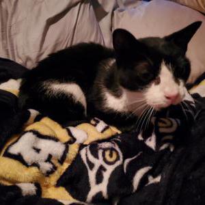 Found Cat unknown