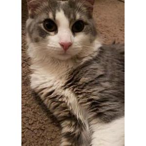Lost Cat Luke or Lukie