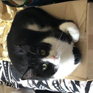 Lost Cat Zorro,Kiki
