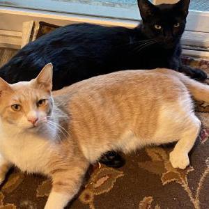 Lost Cat S’mores