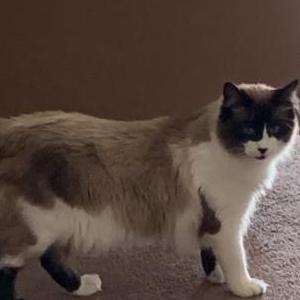 Lost Cat Charlie