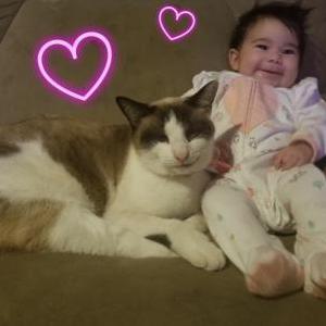 Lost Cat Snowball