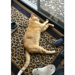 Lost Cat Doc