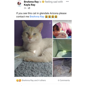 Lost Cat Snow