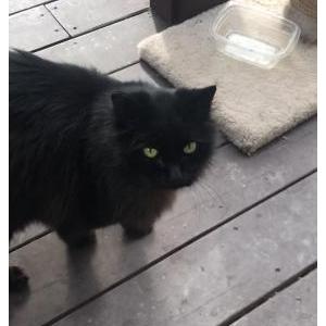 Lost Cat Handsome Dan