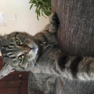 Lost Cat Bylll
