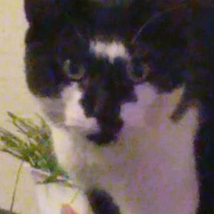 Lost Cat Patches