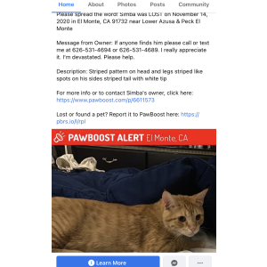 Lost Cat Simba
