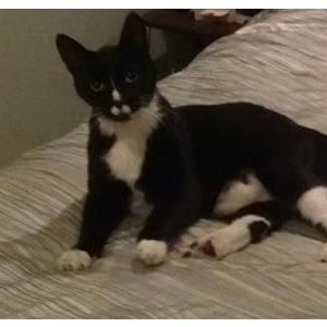 Found Cat Unknown