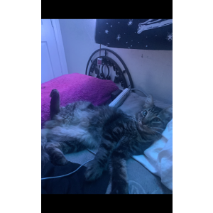 Lost Cat jasper