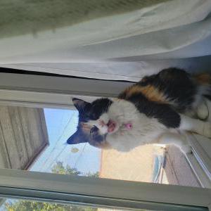 Lost Cat Oona