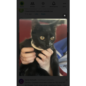 Lost Cat Shadow