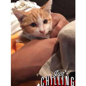 Lost Cat Maxx