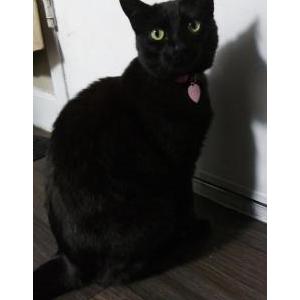 Lost Cat Moonie