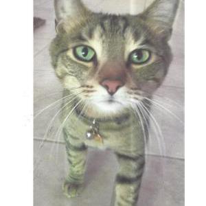 Lost Cat Max