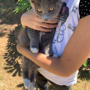 Lost Cat Koala