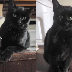 Lost Cat Tank