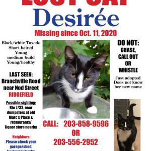 Lost Cat Desiree