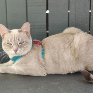 Lost Cat Nora