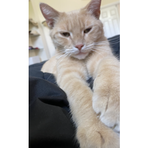 Lost Cat BraveHeart