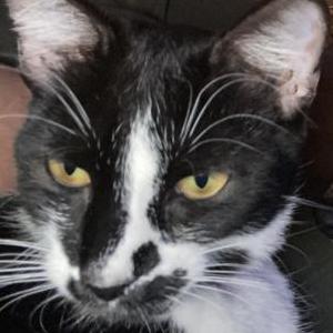 Lost Cat Pebbles