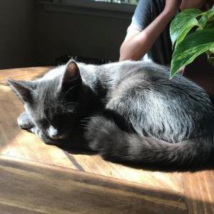 Lost Cat Z-Bo