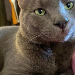 Lost Cat Ollie