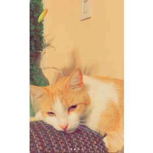 Lost Cat Tigger