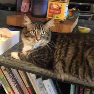 Lost Cat GUS
