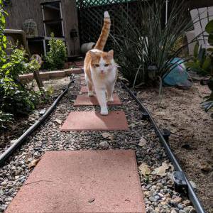 Lost Cat Cody