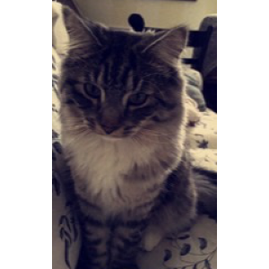 Lost Cat Curtis Jackson