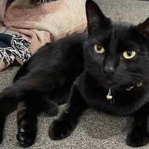 Found Cat Unknown