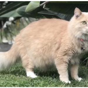Lost Cat Tiger