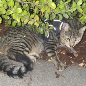 Lost Cat Tiggy