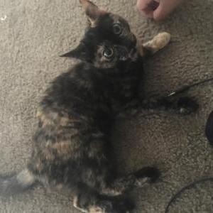 Lost Cat Hot pocket