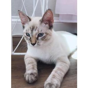 Lost Cat Roo