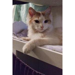 Lost Cat Ginger