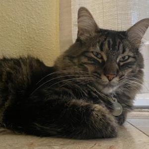 Lost Cat Coquito