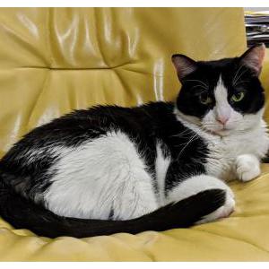 Lost Cat Erasmus