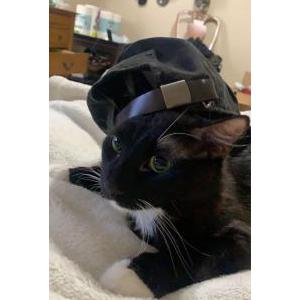 Lost Cat Buddy