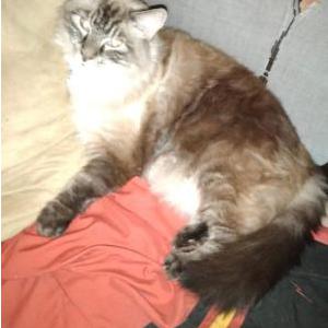 Lost Cat Cotton