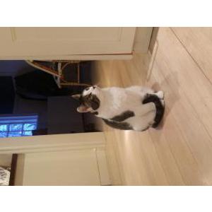 Lost Cat Chaos